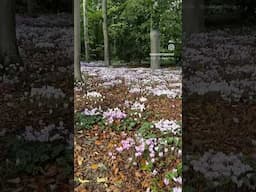 Stunning Cyclamen Grove #winterflower #cyclamen #beauty #garden #forest #nature #gardening