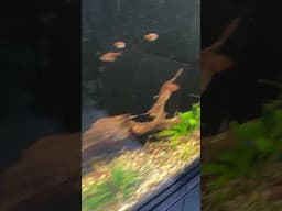 Red Terror (Festae) Destroys Aquarium Decor #shorts #aquarium #fish