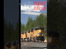 #trains #shorts 1#youtubeshorts #tsgdailycatch 110624