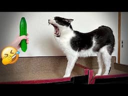 Funniest 2024🤔Cats and 🥒 Cucumbers - Awesome Funny Pet Videos 😹🐕