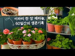 [4K]제라늄이 살아나는 60일의 기적 /죽어가는 제라늄을 살린 3단계 물주기 방법 /이파리 한 장 제라늄, 60일간의 생존기록