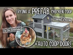 I tried a prefab CHICKEN COOP - for the bantams! + Auto Coop Door (HONEST REVIEW)