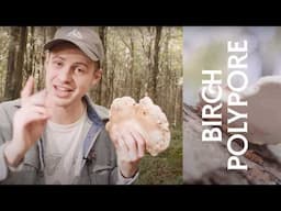 Birch Polypore Mushroom: Nature’s Immune Booster