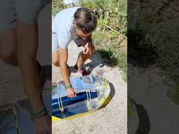 Solar Cooking experience with fresh veggies ☀️ Incredible! 😀 #solarenergy #gardening #cooking