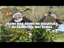 PAANO MAG ABONO NG MAHARLIKA NA RAMBUTAN.PAHABOL NA BUNGA.