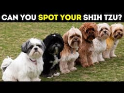 How to Identify 9 Different Types of Shih Tzu ? Every Owner Should Know