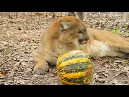 Reise Cougar and Her Pumpkin