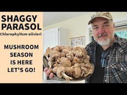 Epic Shaggy Parasol Mushroom Haul! Foraging Adventure Near Home