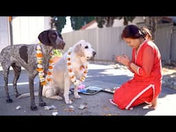 The Dog Festival | Kukur Tihar