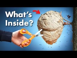 What's Inside a Wasp Nest?