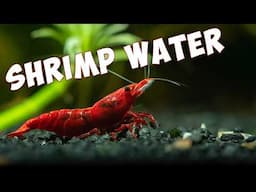 Are Your Cherry Shrimp Water Parameters RIGHT? 🦐