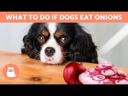 What Happens if a DOG EATS ONION? 🐶🧅 (ONION POISONING and WHAT TO DO)