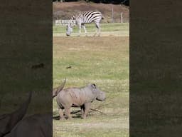 Baby Rhino Jabulani meets zebras for the first time!