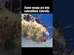 Some wasps are into caterpillars. Literally.