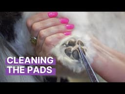 How To Care for the Pads On Your Dog's Feet