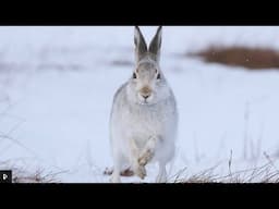 WinterWatch 2021(January) Day 1