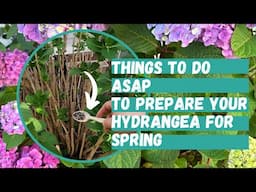 How to Prepare Your Hydrangea for Spring | Hydrangea | Hydrangea Care