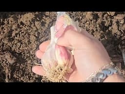 Planting Garlic Mid February! You still have time if you live in SoCal