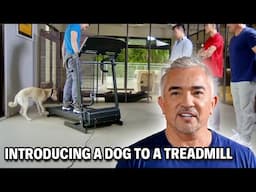 How Treadmills Can Release Dog Aggression | Cesar Recruit Asia Episode 3 - Part 1