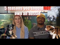 THE TRUTH ABOUT AUSTRALIAN SHEPHERDS // 5 REASONS THEY ARE NOT FOR YOU | katy and major bing