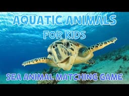 Aquatic Animals And Game For Kids | 4K