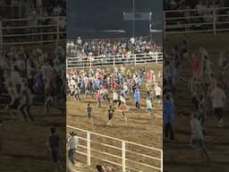 Money calf at rodeo