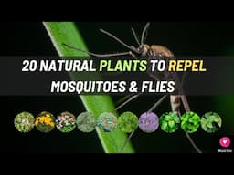 20 Natural Plants to Repel Mosquitoes and Flies | Blissed Zone