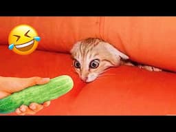 Funniest Cats And Dogs Videos 😂 - Best Funny Animal Videos 2024 😅 #12