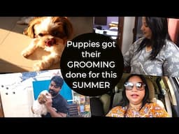 Summer grooming of my puppies | Basic Summer grooming for puppy | Summer Special Shih tzu grooming