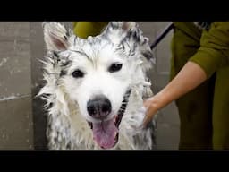 This Husky Is A Professional Tap Dancer...And His Performance Is SPECTACULAR!