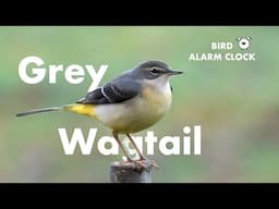 Bird Alarm Clock: Grey Wagtail