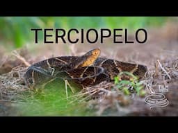 Terciopelo (Fer-de-lance), a dangerous and highly venomous pit viper from Latin America