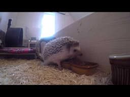 Pygmy Hedgehog Hillary Enjoying Mid-Morning Snack