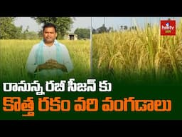 New Rice Varieties: రానున్న రబీ సీజన్ కు కొత్త రకం వరి వంగడాలు | hmtv Agri