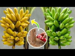 Tips for growing bananas to harvest in just 1 year, Just use 1 can of coca