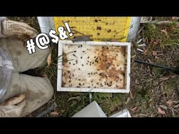 I Made a Terrible Mistake with my Bees! | More Issues for the Rescue Hives