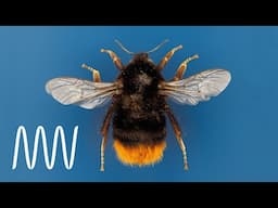 The wonderful world of bees | National Museums Liverpool