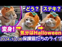 2024ｰ10−06 保護猫たちの「ほっこり猫ライブ」ハッチ＆マック＋黒猫めめ＋がんサバイバーママ Cat live Stream in Japan -Cat Life TV