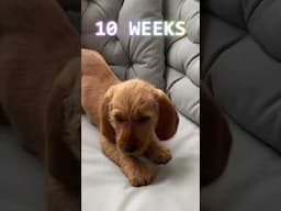 Basset Fauve de Bretagne - From Puppy to Dog Transformation (From 5 Weeks to 6 Months)