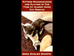 Kittens Roughhousing and Playing In The Tube At Almost Home Cat Rescue | Shorts From Milwaukee Life