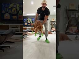 Angry Golden Retriever Tries On Crocs 😡🐶 #dogcrocs #goldenretriever #dogdad