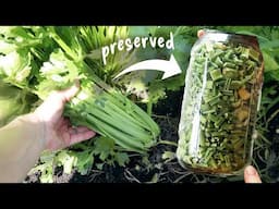 Home Grown Celery: Bulk Harvest & Simple Preservation For Winter