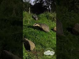 Photographing Wild Badgers #wildlife #badgers #rspb #haweswater