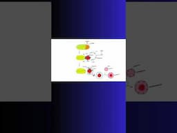 AUTOPHAGY and LYSOSOMES! #cell #autophagy #lysosomes #science  #physiology #cellbiology