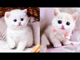 Baby Cats - Cute and Funny Cat Videos Compilation #68 | Aww Animals