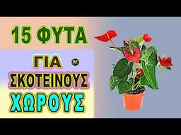 15 ΦΥΤΑ ΓΙΑ ΣΚΟΤΕΙΝΟΥΣ ΧΩΡΟΥΣ