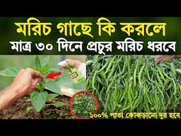 মরিচ গাছে কি দিলে - মাত্র ৩০ দিনে প্রচুর মরিচ ধরবে - ১০০% পাতা কোকড়ানো দূর হবে - মরিচ চাষ পদ্ধতি