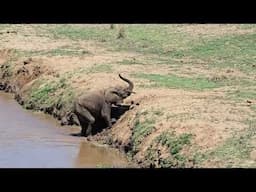 Elephant cow and calf climbing the Olifants River Bank. #wildlife #safari #krugerpark #nature