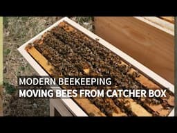 How to transfer Bees from catcher box to a brooder