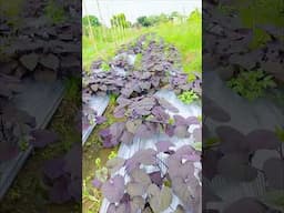 "Murasaki" Sweet Potato 🥔 #urbangardeningdiy #philippines